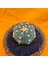 Astrophytum Asterias 5 cm Boyutunda Özel Tür Kaktüs 2