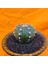 Astrophytum Asterias 5 cm Boyutunda Özel Tür Kaktüs 3