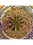Gymnocalycium Sepia 4 cm Özel Tür Kaktüs 1