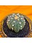 Astrophytum Star Shape 5,5 cm Boyutunda Özel Tür Kaktüs 2