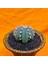 Astrophytum Star Shape 5,5 cm Boyutunda Özel Tür Kaktüs 3