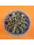 Gymnocalycium Marble 8 cm Özel Tür Kaktüs 1