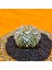 Astrophytum V-Cactus 4,5 cm Boyutunda Özel Tür Kaktüs 3