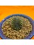 Gymnocalycium Inermis Cristat 4,5 cm Özel Tür Kaktüs 2