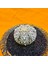 Astrophytum V-Cactus 4 cm Boyutunda Özel Tür Kaktüs 2