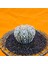 Astrophytum V-Cactus 4 cm Boyutunda Özel Tür Kaktüs 3