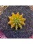Gymnocalycium Sepia 3,5 cm Özel Tür Kaktüs 1