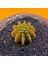 Gymnocalycium Sepia 3,5 cm Özel Tür Kaktüs 2