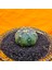 Astrophytum Star Shape 4,5 cm Boyutunda Özel Tür Kaktüs 3
