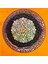 Astrophytum V-Cactus 5 cm Boyutunda Özel Tür Kaktüs 1