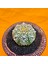 Astrophytum V-Cactus 5 cm Boyutunda Özel Tür Kaktüs 2