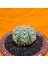 Astrophytum V-Cactus 5 cm Boyutunda Özel Tür Kaktüs 3