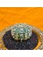 Astrophytum V-Cactus 4,5 cm Boyutunda Özel Tür Kaktüs 3