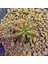 Gymnocalycium Sepia 3 cm Özel Tür Kaktüs 1