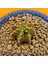Gymnocalycium Sepia 3 cm Özel Tür Kaktüs 2