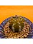 Gymnocalycium Sepia 3 cm Özel Tür Kaktüs 3