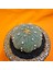 Astrophytum Star Shape 7 cm Boyutunda Özel Tür Kaktüs 2