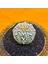 Astrophytum V-Cactus 4 cm Boyutunda Özel Tür Kaktüs 2