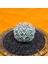 Astrophytum V-Cactus 4 cm Boyutunda Özel Tür Kaktüs 3