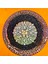 Astrophytum V-Cactus 5 cm Boyutunda Özel Tür Kaktüs 1