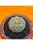 Astrophytum V-Cactus 5 cm Boyutunda Özel Tür Kaktüs 2