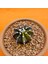 Gymnocalycium Sepia 4 cm Özel Tür Kaktüs 2