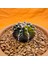 Gymnocalycium Sepia 4 cm Özel Tür Kaktüs 3