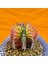 Gymnocalycium Mihanovichii 5,5 cm Boyutunda Özel Tür Kaktüs 3