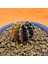 Gymnocalycium Sepia 3,5 cm Özel Tür Kaktüs 3