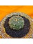 Astrophytum Star Shape 5 cm Boyutunda Özel Tür Kaktüs 2
