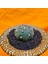 Astrophytum Star Shape 5 cm Boyutunda Özel Tür Kaktüs 3