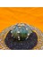 Astrophytum Asterias 4,5 cm Boyutunda Özel Tür Kaktüs 3