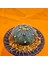 Astrophytum Asterias 4,5 cm Boyutunda Özel Tür Kaktüs 3