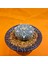 Astrophytum V-Cactus 3,5 cm Boyutunda Özel Tür Kaktüs 2