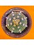 Astrophytum Asterias 6 cm Boyutunda Özel Tür Kaktüs 1