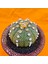 Astrophytum Asterias 6 cm Boyutunda Özel Tür Kaktüs 2