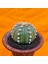 Astrophytum Asterias 6 cm Boyutunda Özel Tür Kaktüs 3