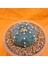 Astrophytum Asterias 5,5 cm Boyutunda Özel Tür Kaktüs 2