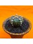 Astrophytum Asterias 5 cm Özel Tür Kaktüs 3