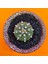 Astrophytum Asterias 4,5 cm Özel Tür Kaktüs 1