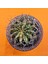 Gymnocalycium Marble 6,5 cm Özel Tür Kaktüs 1