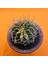 Gymnocalycium Marble 6,5 cm Özel Tür Kaktüs 2