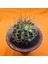 Gymnocalycium Marble 6,5 cm Özel Tür Kaktüs 3