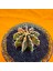 Gymnocalycium Mihanovichii 5 cm Boyutunda Özel Tür Kaktüs 2
