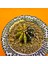 Gymnocalycium Sepia 4 cm Özel Tür Kaktüs 2