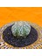 Astrophytum V-Cactus 4 cm Boyutunda Özel Tür Kaktüs 3