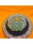 Astrophytum Star Shape 6,5 cm Boyutunda Özel Tür Kaktüs 2
