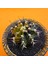 Gymnocalycium Mihanovichii 5,5 cm Boyutunda Özel Tür Kaktüs 2