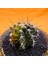 Gymnocalycium Mihanovichii 5,5 cm Boyutunda Özel Tür Kaktüs 3