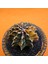 Gymnocalycium Mihanovichii 6,5 cm Boyutunda Özel Tür Kaktüs 2